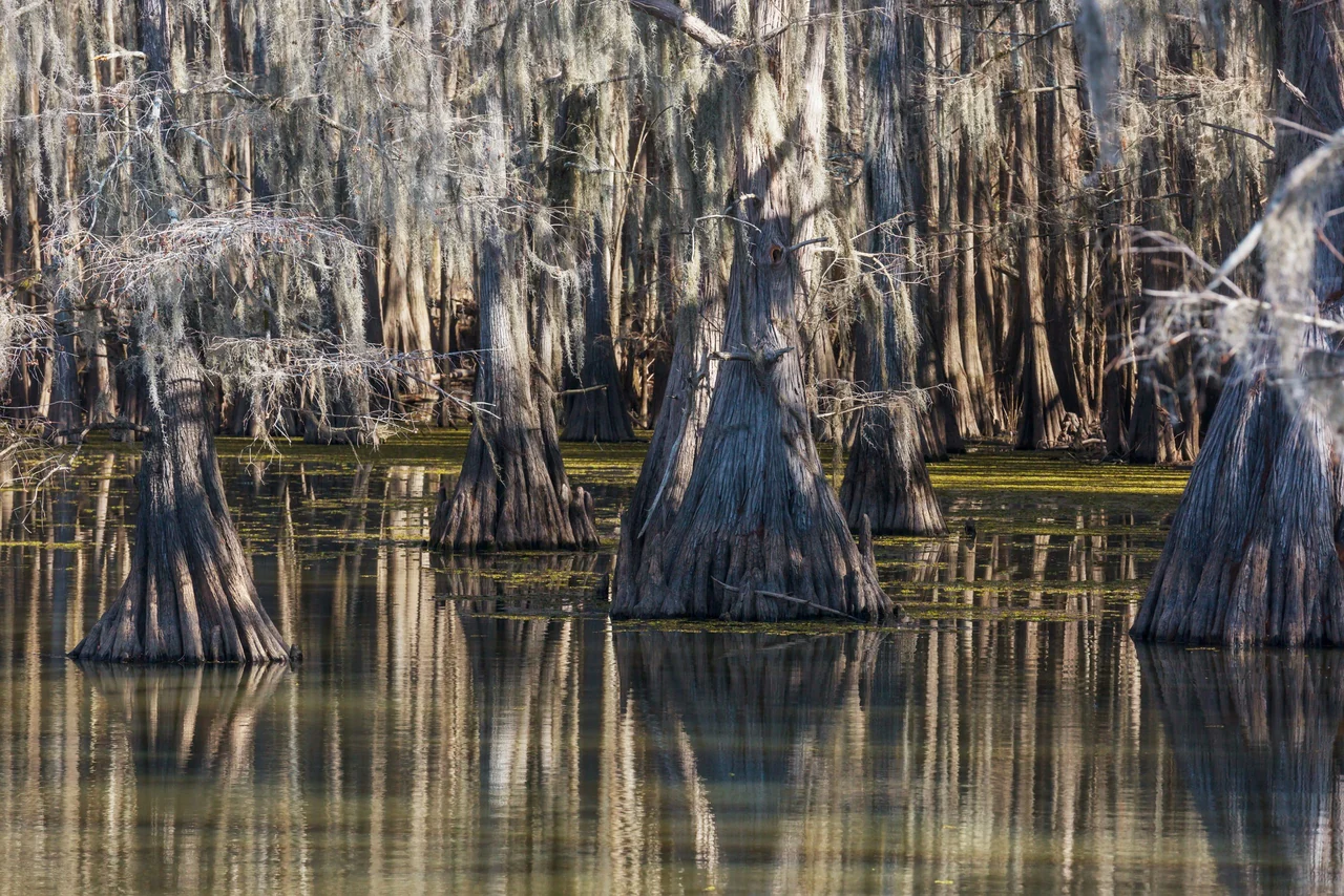 Cypress trees in Caddo Lake