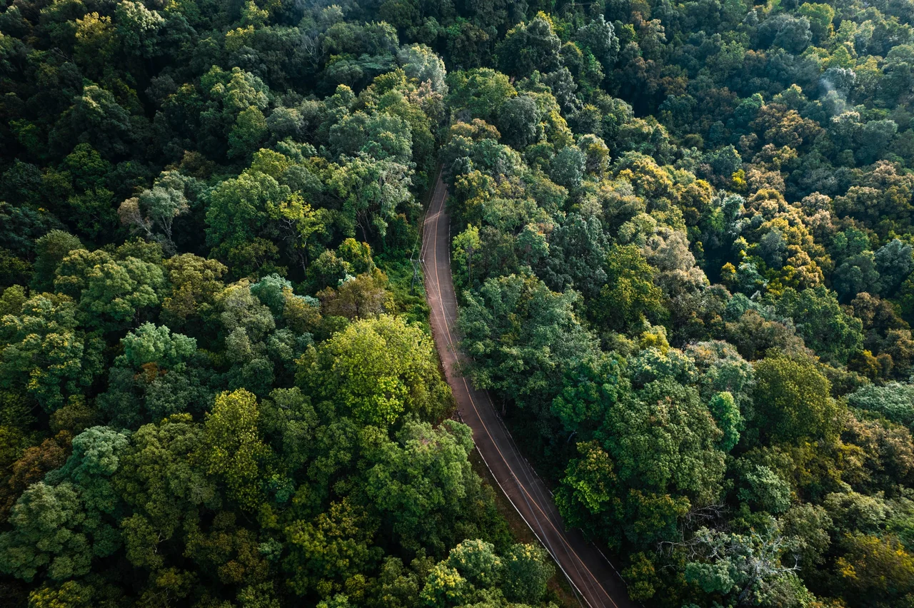 Aerial view of a road through forest