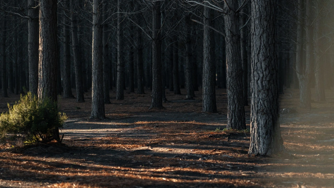 Pine forest