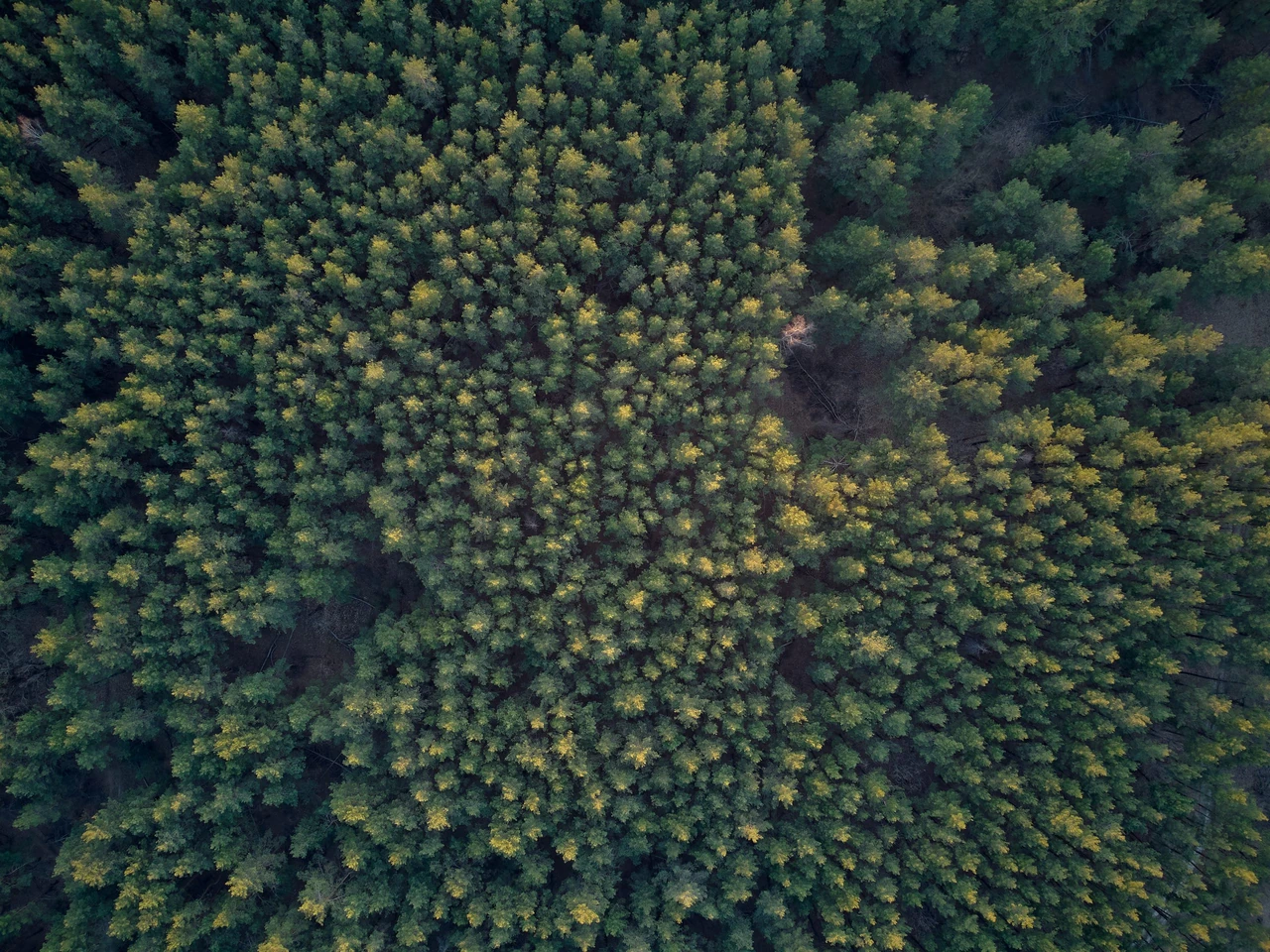 Aerial view of a forest canopy